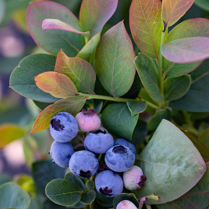 Silver Dollar Blueberry - Vaccinium 'ZF06-089' PP32184 CPBRAF (Blueberry) from E.C. Brown's Nursery