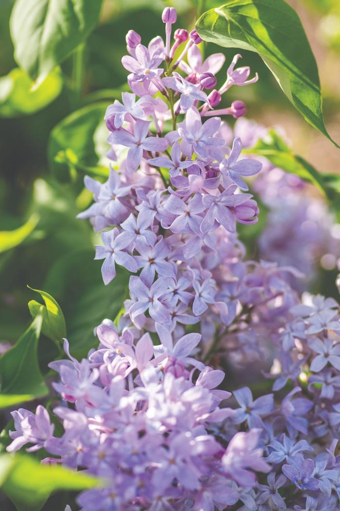 New Age Lavender Lilac - Syringa vulgaris 'G13099' PPAF (Lilac) from E.C. Brown's Nursery