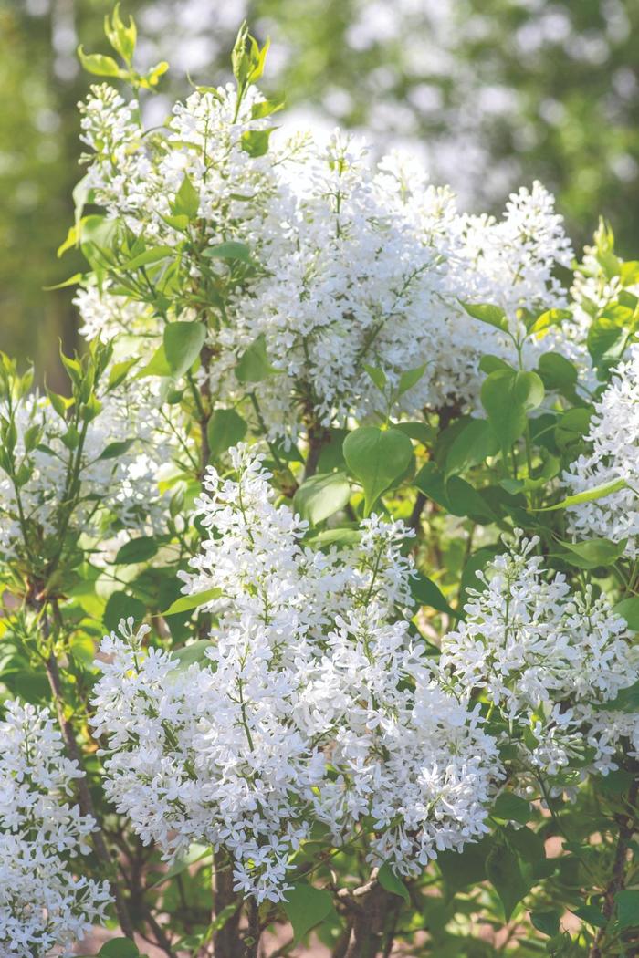 New Age White Lilac - Syringa vulgaris 'New Age White' from E.C. Brown's Nursery