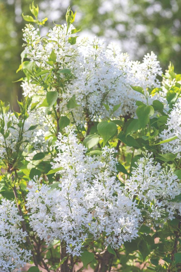 Common White Lilac - Syringa vulgaris 'Alba' from E.C. Brown's Nursery