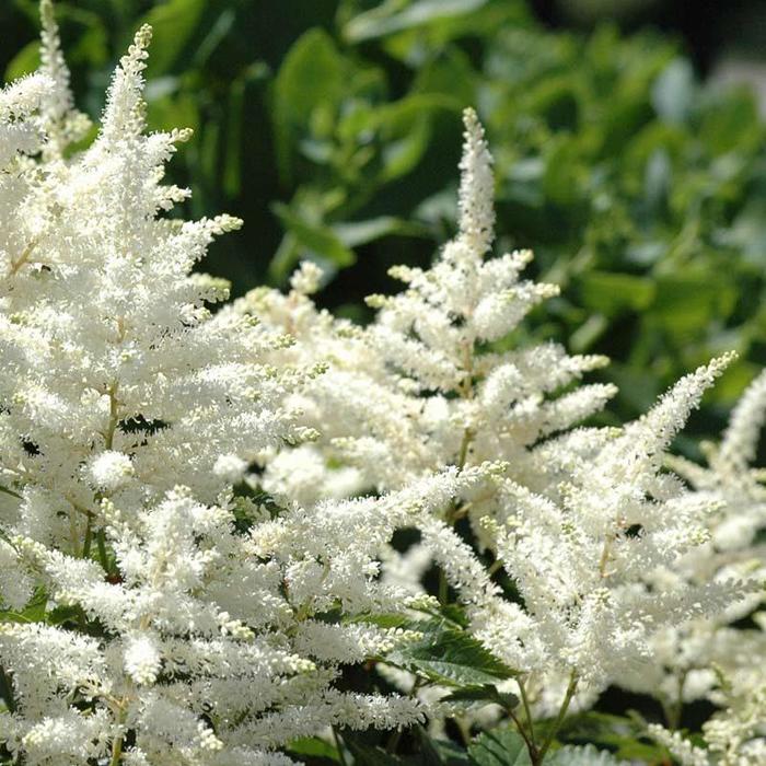 Bridal Veil False Spirea - Astilbe x arendsii 'Brautschleier(Bridal Veil)' from E.C. Brown's Nursery