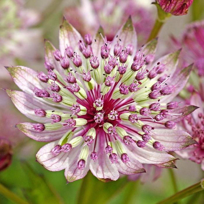 Great Masterwort - Astrantia major from E.C. Brown's Nursery