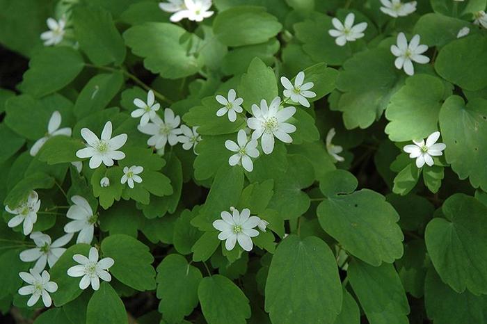 Rue-anemone - Anemonella thalictroides from E.C. Brown's Nursery
