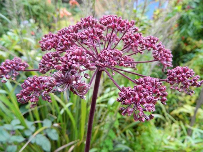 - Angelica gigas from E.C. Brown's Nursery - Angelica gigas from E.C. Brown's Nursery