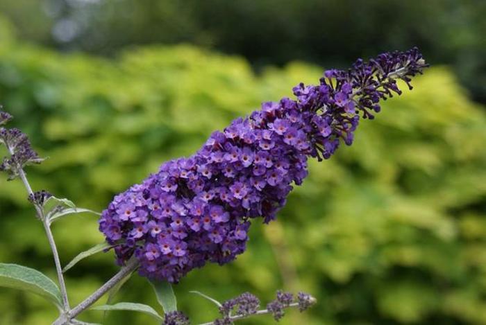 ''Purple Emperor™ ''Purple Emperor™