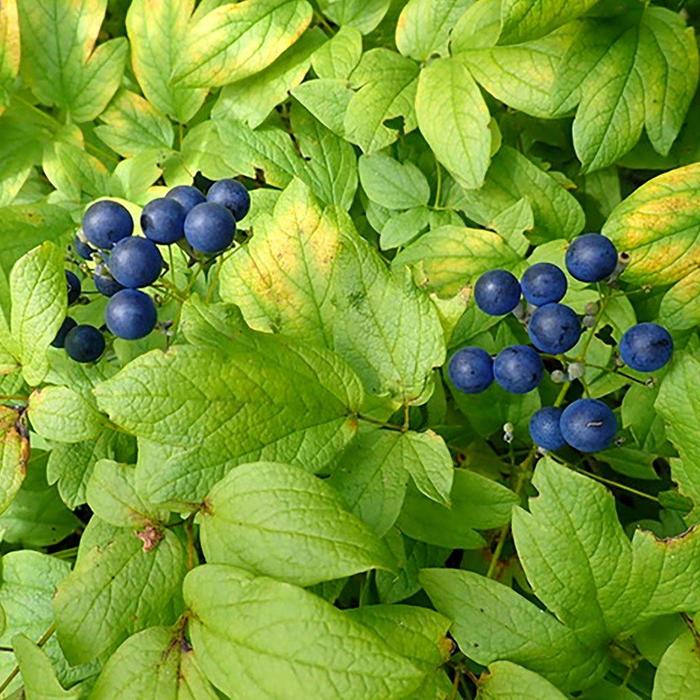 Blue Cohosh - Caulophyllum thalictroides from E.C. Brown's Nursery