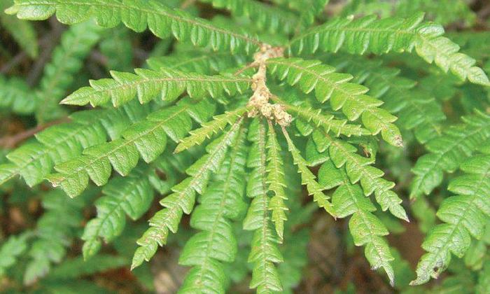 Sweetfern - Comptonia peregrina from E.C. Brown's Nursery