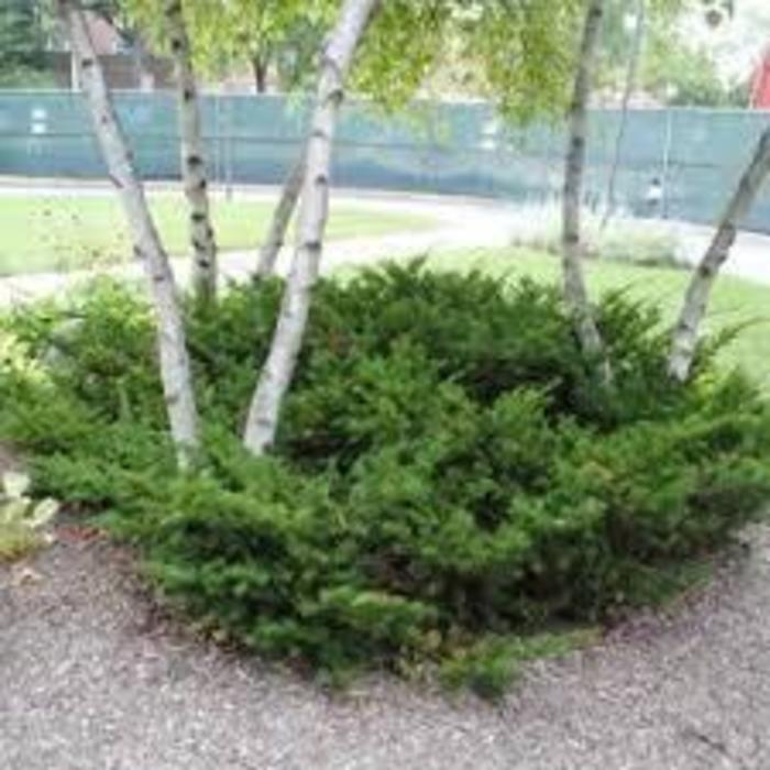 Taunton Yew - Taxus x media 'Tauntonii' from E.C. Brown's Nursery