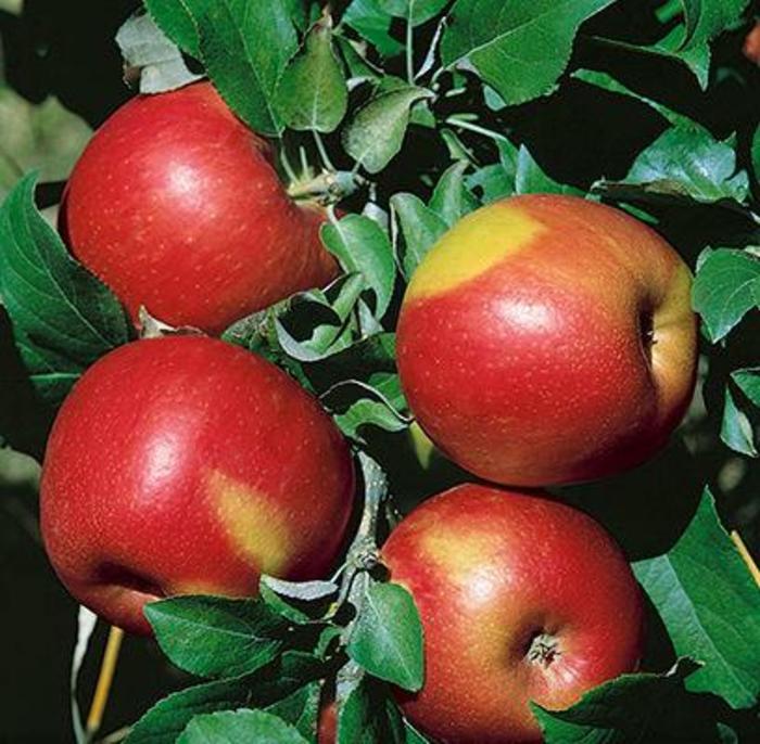 Sweet Sixteen Apple - Apple 'Sweet Sixteen' from E.C. Brown's Nursery
