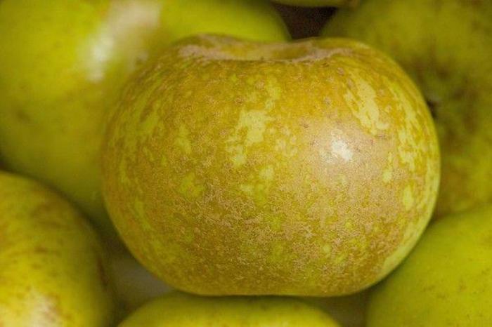 Roxbury Russett Apple - Apple 'Roxbury Russett' from E.C. Brown's Nursery