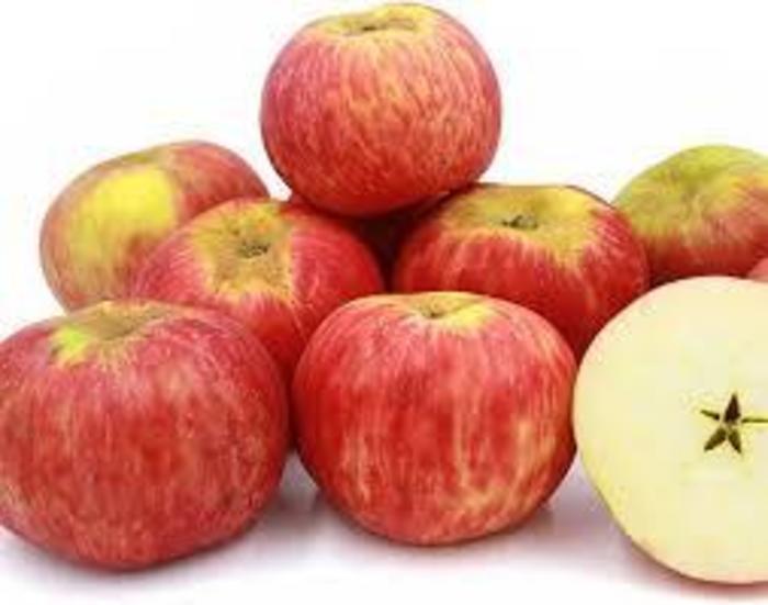 Gravenstein Apple - Apple 'Gravenstein' from E.C. Brown's Nursery