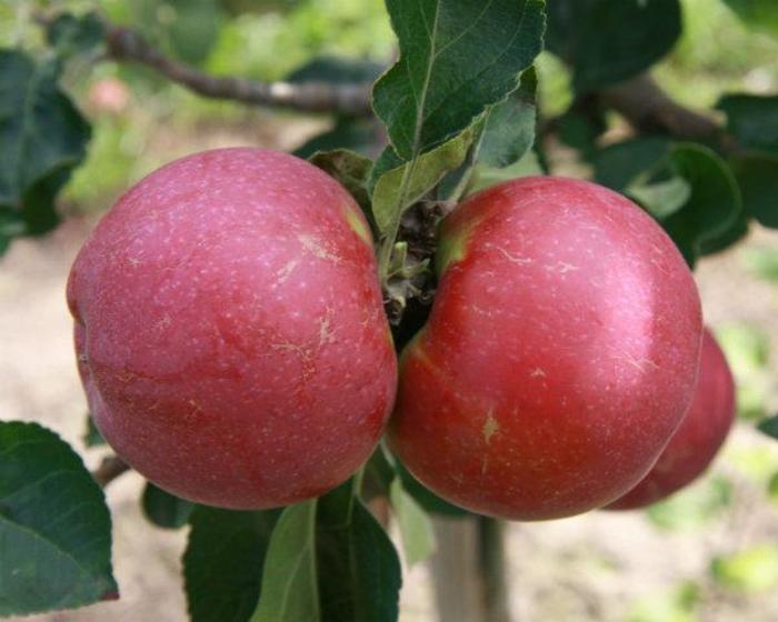 Liberty Apple - Apple SD 'Liberty' from E.C. Brown's Nursery Liberty Apple - Apple SD 'Liberty' from E.C. Brown's Nursery