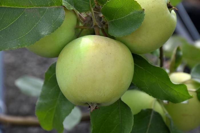 Lodi Apple - Apple 'Lodi' from E.C. Brown's Nursery Lodi Apple - Apple 'Lodi' from E.C. Brown's Nursery