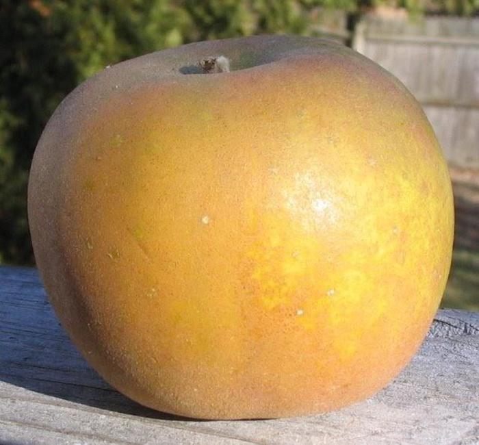 Golden Russett Apple - Apple 'Golden Russett' from E.C. Brown's Nursery Golden Russett Apple - Apple 'Golden Russett' from E.C. Brown's Nursery