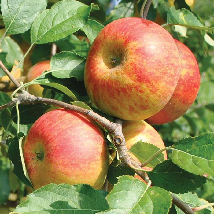 Cox Orange Pippin Apple - Apple 'Cox Orange Pippin' from E.C. Brown's Nursery Cox Orange Pippin Apple - Apple 'Cox Orange Pippin' from E.C. Brown's Nursery
