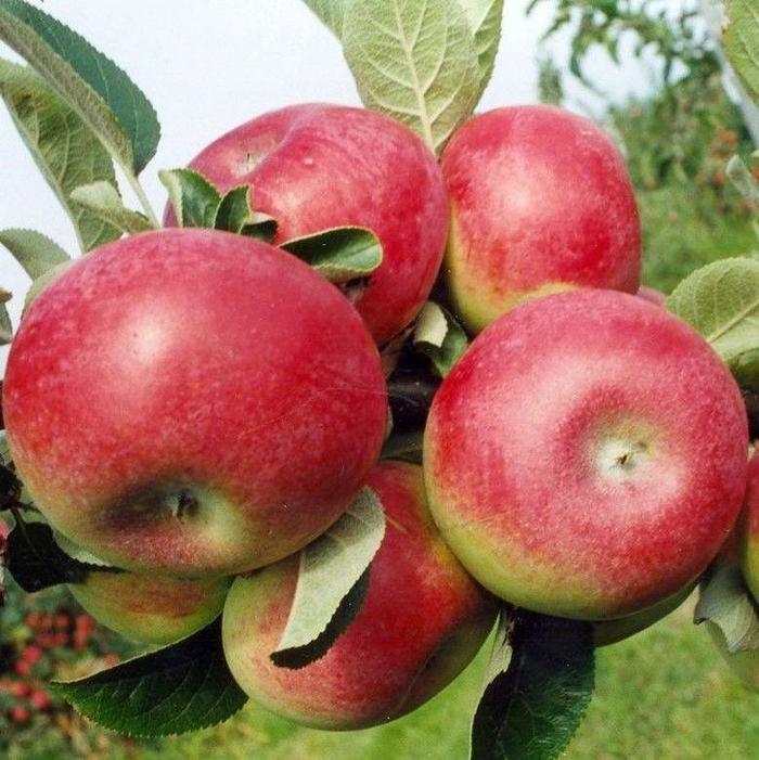 McIntosh Apple - Apple 'McIntosh' from E.C. Brown's Nursery