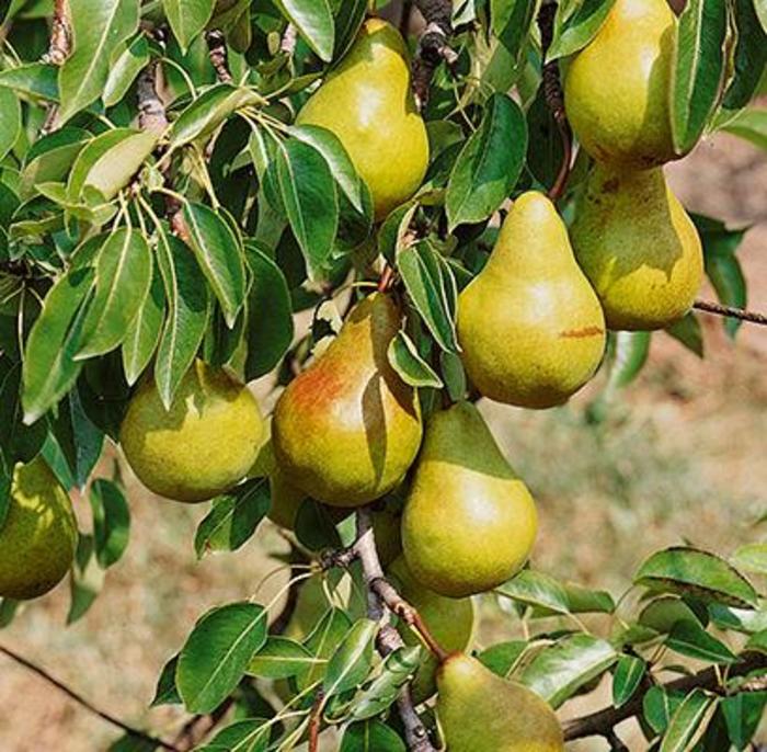 Bartlett Pear - Pyrus x 'Bartlett' COPY from E.C. Brown's Nursery