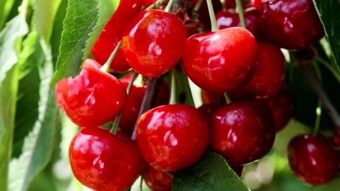 Early Richmond Pie Cherry - Cherry x ''Early Richmond'' from E.C. Brown's Nursery Early Richmond Pie Cherry - Cherry x ''Early Richmond'' from E.C. Brown's Nursery