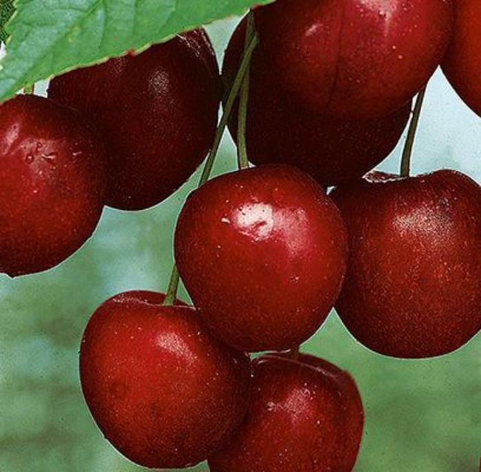 Mesabi Pie Cherry - Cherry x 'Mesabi' from E.C. Brown's Nursery Mesabi Pie Cherry - Cherry x 'Mesabi' from E.C. Brown's Nursery
