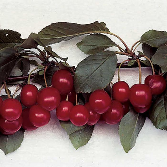 Meteor Pie Cherry - Cherry x 'Meteor' from E.C. Brown's Nursery Meteor Pie Cherry - Cherry x 'Meteor' from E.C. Brown's Nursery