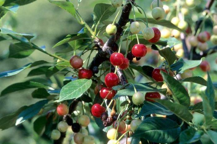 North Star Pie Cherry - Cherry x 'North Star' from E.C. Brown's Nursery