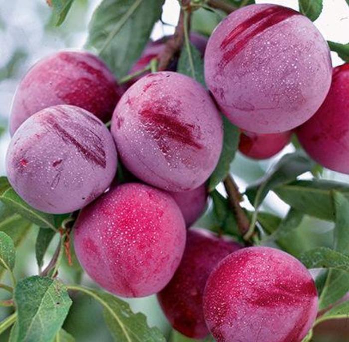 Waneta Plum - Prunus domestica 'Waneta' from E.C. Brown's Nursery Waneta Plum - Prunus domestica 'Waneta' from E.C. Brown's Nursery