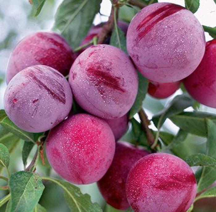 Superior Plum - Prunus domestica 'Superior' from E.C. Brown's Nursery