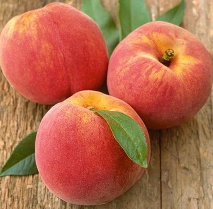 Reliance Hardy Peach - Prunus x (peach) ] 'Reliance' from E.C. Brown's Nursery