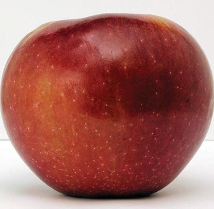 Connell Red Apple - Apple 'Connell Red'' from E.C. Brown's Nursery Connell Red Apple - Apple 'Connell Red'' from E.C. Brown's Nursery