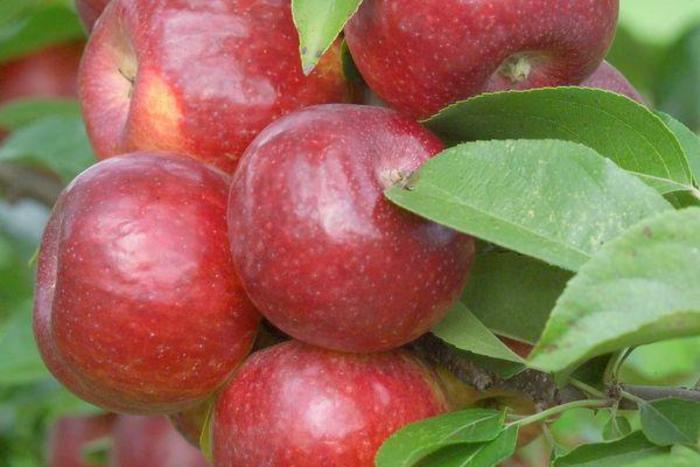 Frostbite Apple - Apple 'Frostbite' from E.C. Brown's Nursery Frostbite Apple - Apple 'Frostbite' from E.C. Brown's Nursery