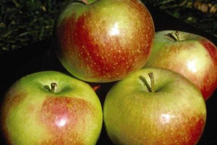 Wealthy Apple - Apple Wealthy' from E.C. Brown's Nursery Wealthy Apple - Apple Wealthy' from E.C. Brown's Nursery