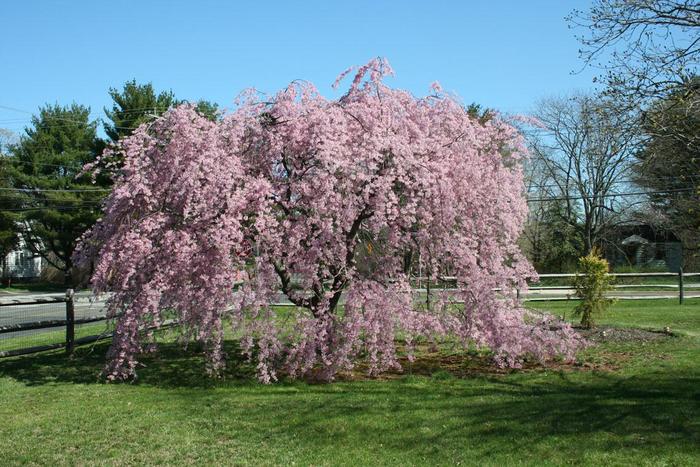 'Louisa' - Malus hybrid from E.C. Brown's Nursery