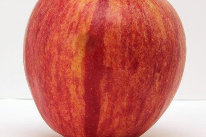 Kindercrisp Apple - Apple 'Kindercrisp' from E.C. Brown's Nursery Kindercrisp Apple - Apple 'Kindercrisp' from E.C. Brown's Nursery