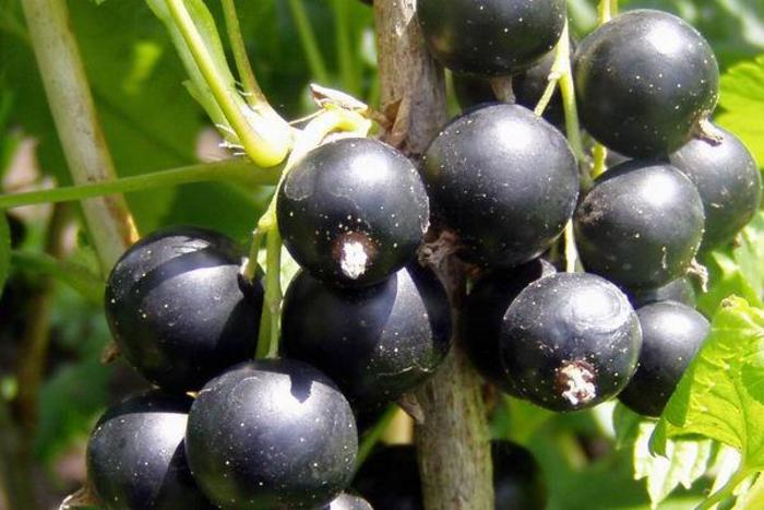 Titania Black Currant - Ribes nigra 'Titania' from E.C. Brown's Nursery