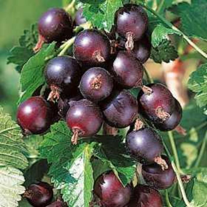 Jostaberry - Ribes x culverwelli from E.C. Brown's Nursery Jostaberry - Ribes x culverwelli from E.C. Brown's Nursery