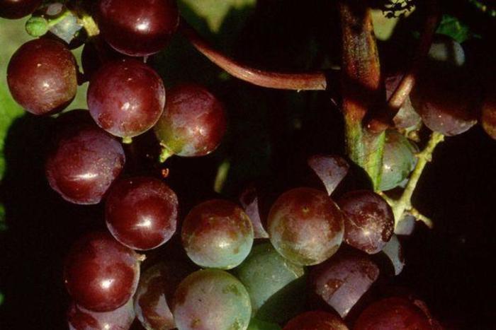 Frontenac Grape - Vitis 'Frontenac' from E.C. Brown's Nursery
