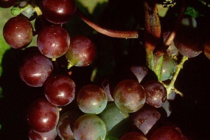 Frontenac Grape - Vitis 'Frontenac' from E.C. Brown's Nursery Frontenac Grape - Vitis 'Frontenac' from E.C. Brown's Nursery