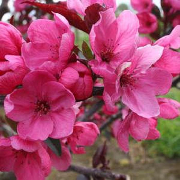Showtime Crabapple - Malus 'Showtime' from E.C. Brown's Nursery