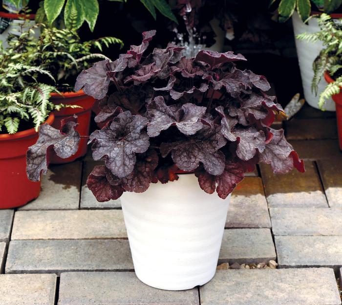 Northern Exposure Black Coral Bells - Heuchera 'Black' PPAF (Coral Bells) from E.C. Brown's Nursery