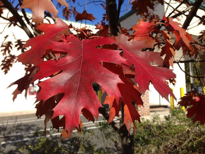 Northern Red Oak - Quercus rubra from E.C. Brown's Nursery