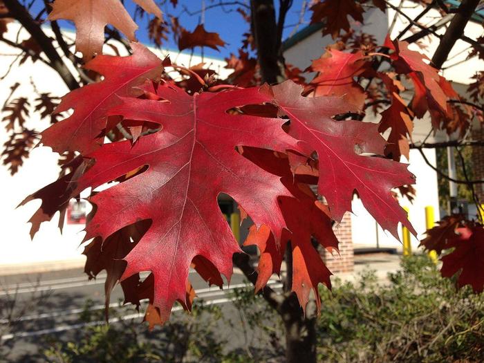 Northern Red Oak - Quercus rubra from E.C. Brown's Nursery Northern Red Oak - Quercus rubra from E.C. Brown's Nursery