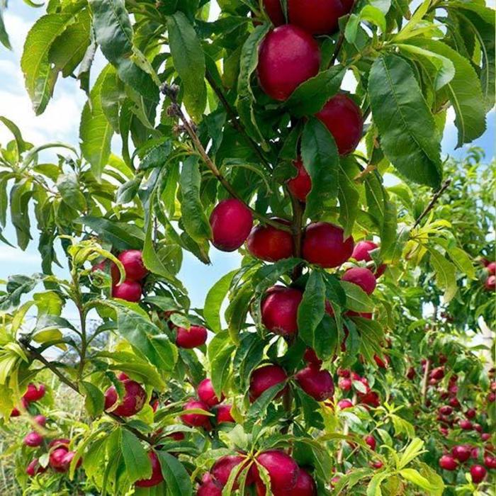 Chinese Apricot - Prunus armeniaca from E.C. Brown's Nursery Chinese Apricot - Prunus armeniaca from E.C. Brown's Nursery