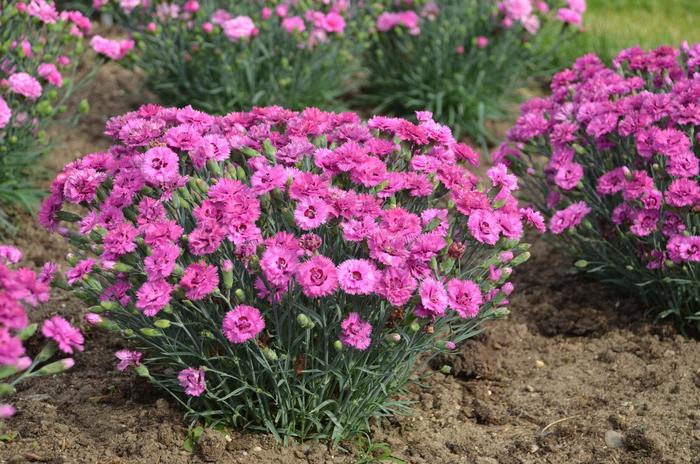 Pretty Poppers™ 'Goody Gumdrops' - Dianthus hybrid from E.C. Brown's Nursery Pretty Poppers™ 'Goody Gumdrops' - Dianthus hybrid from E.C. Brown's Nursery