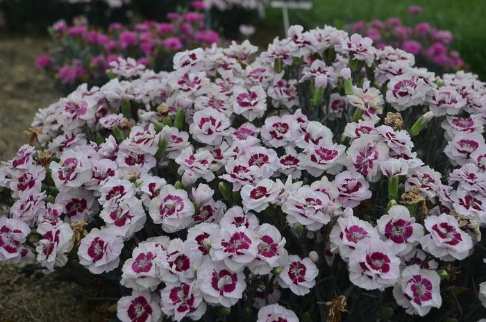 Pretty Poppers™ 'Kiss and Tell' - Dianthus hybrid from E.C. Brown's Nursery