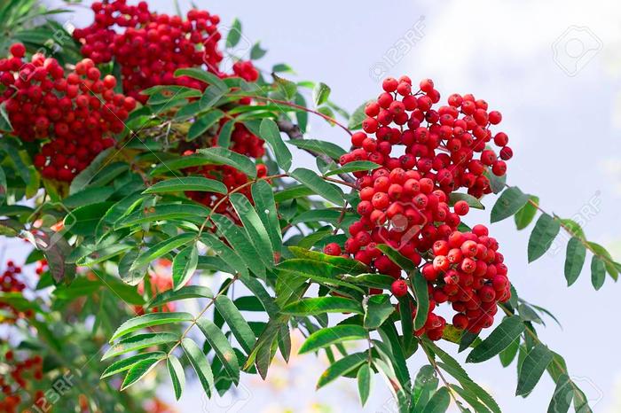 European Mountain Ash - Sorbus aucuparia from E.C. Brown's Nursery