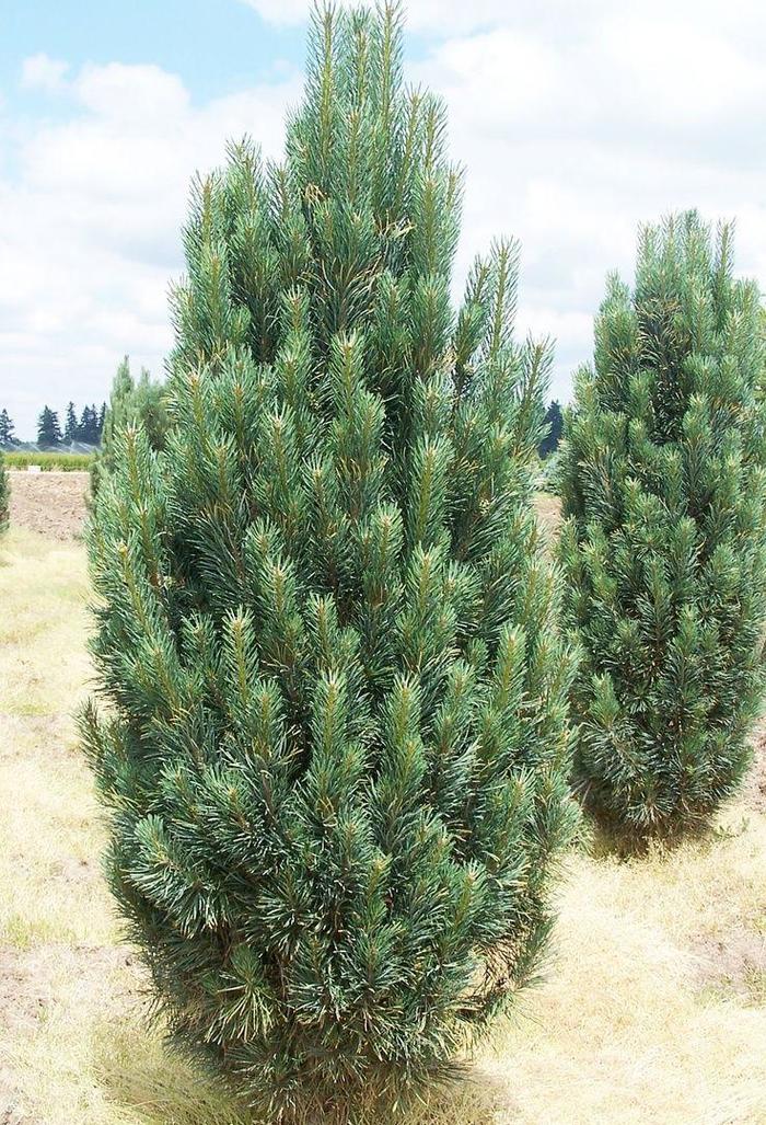 Fastigiate Eastern White Pine - Pinus strobus 'Fastigiata' from E.C. Brown's Nursery Fastigiate Eastern White Pine - Pinus strobus 'Fastigiata' from E.C. Brown's Nursery