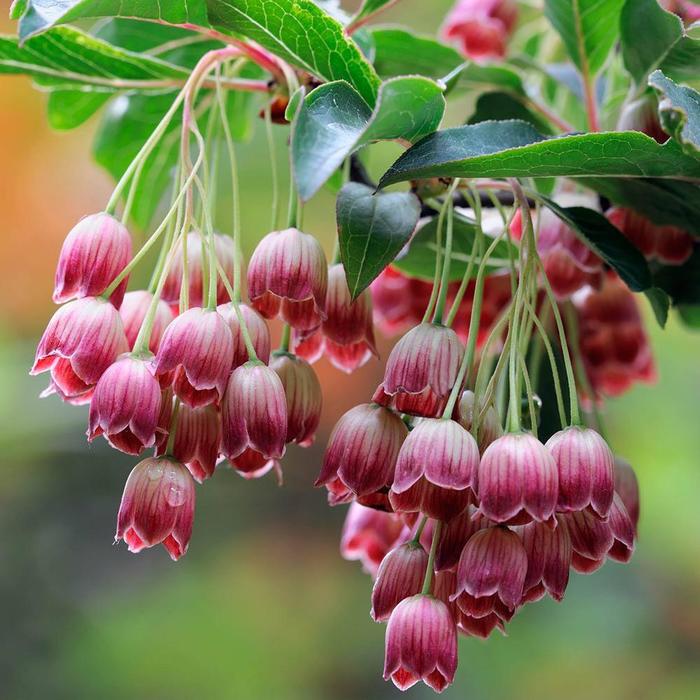 Redvein Enkianthus - Enkianthus campanulatus from E.C. Brown's Nursery