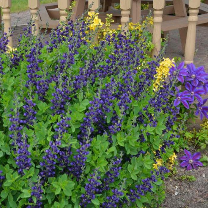 Decadence® 'Sparkling Sapphires' - Baptisia hybrid from E.C. Brown's Nursery