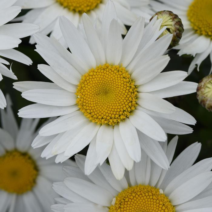 'Madonna' Shasta Daisy - Leucanthemum x superbum from E.C. Brown's Nursery