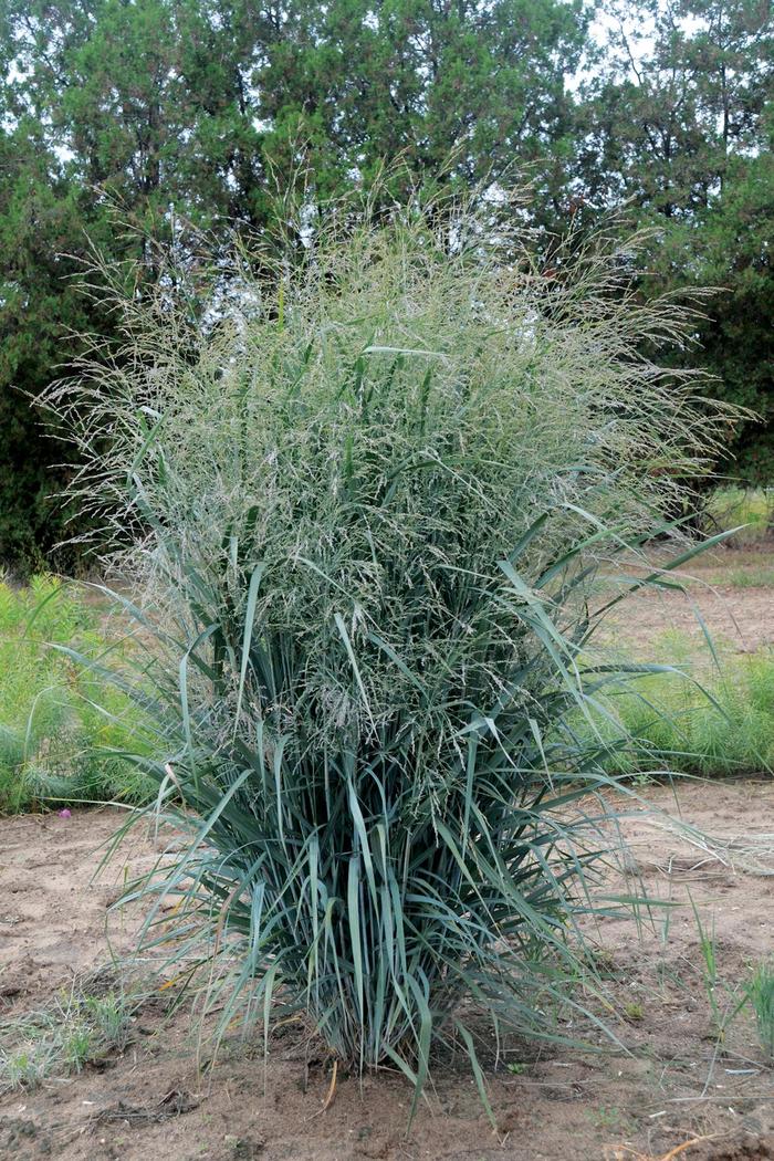 Blue Fountain Blue Switch Grass - Panicum virgatum 'Blue Fountain' (Blue Switch Grass) from E.C. Brown's Nursery Blue Fountain Blue Switch Grass - Panicum virgatum 'Blue Fountain' (Blue Switch Grass) from E.C. Brown's Nursery